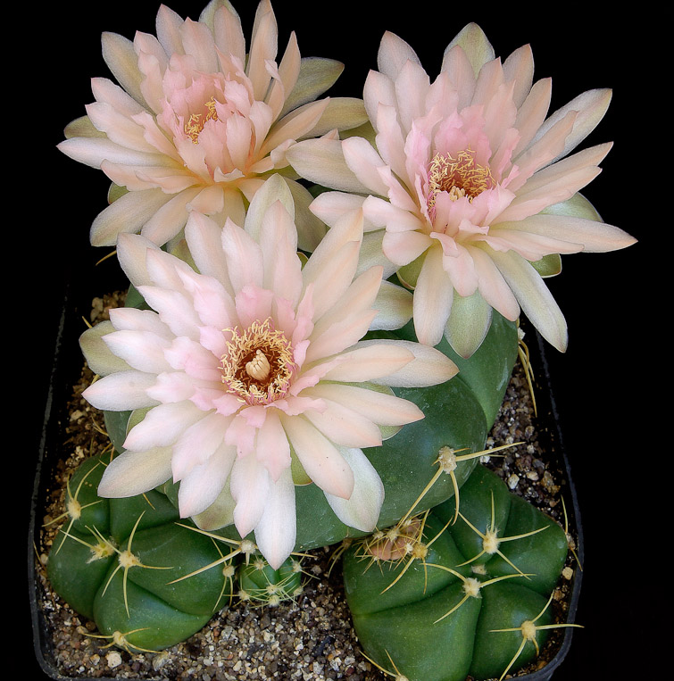 Gymnocalycium horstii